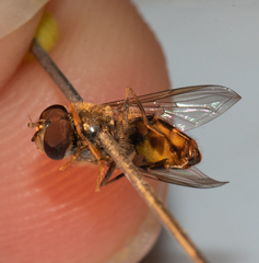 Parasyrphus annulatus