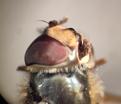 Parasyrphus annulatus