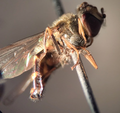 Parasyrphus annulatus