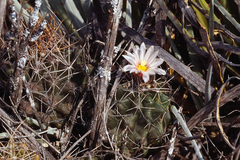 Thelocactus tulensis