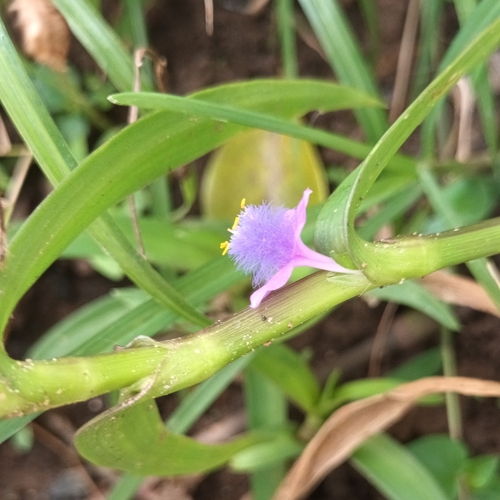 Creeping cradle plant (Cyanotis axillaris)