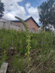 Aconitum barbatum