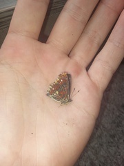Araschnia levana