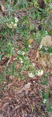 Alyxia ruscifolia