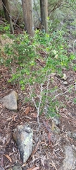 Alyxia ruscifolia