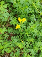 Lotus corniculatus