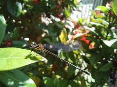 Onychargia atrocyana