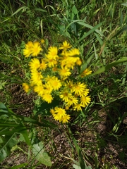 Crepis praemorsa