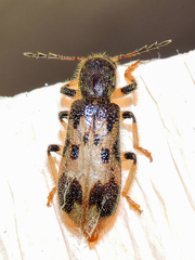 Pelonium