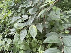 Celtis bungeana
