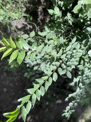 Celtis bungeana