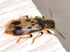 Pelonium
