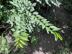Celtis bungeana