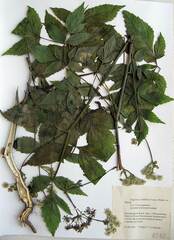 Ostericum sieboldii