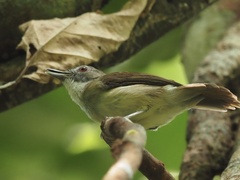 Malacopteron magnirostre