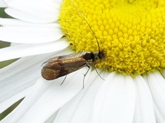 Nemophora minimella