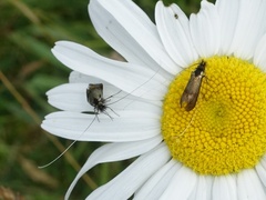Nemophora minimella
