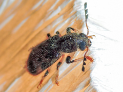 Pelonium