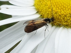 Nemophora minimella