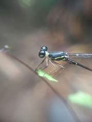 Protosticta gravelyi