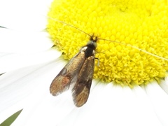 Nemophora minimella
