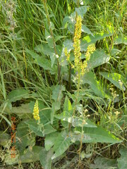 Verbascum