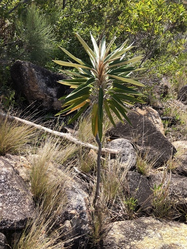 Astrotricha pterocarpa (Astrotricha pterocarpa)