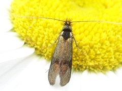 Nemophora minimella