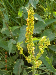 Verbascum