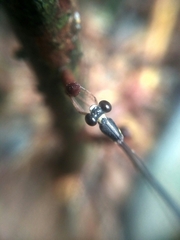 Protosticta gravelyi