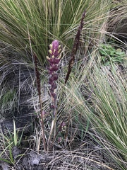 Neobartsia