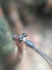 Protosticta gravelyi