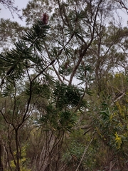 Melaleuca glauca