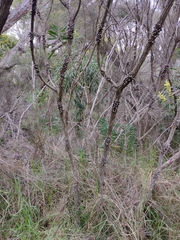 Melaleuca glauca