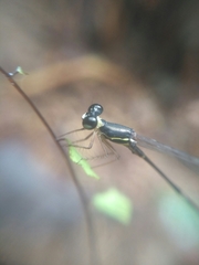 Protosticta gravelyi