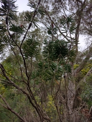 Melaleuca glauca