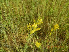 Galium verum