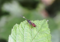Ichneumon sarcitorius