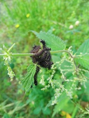 Araschnia levana