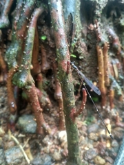 Protosticta gravelyi