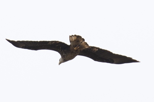 Bald Eagle photographed in Oklahoma
