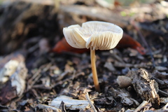 Marasmius wynneae