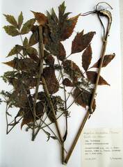 Ostericum sieboldii