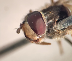 Parasyrphus annulatus