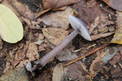 Mycena pura