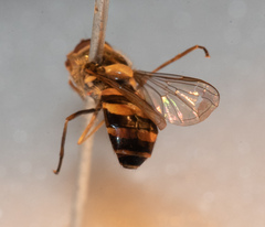 Parasyrphus annulatus