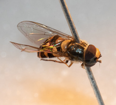 Parasyrphus annulatus