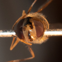 Parasyrphus annulatus