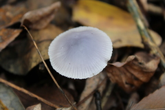 Mycena pura