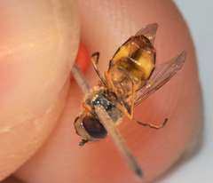 Parasyrphus annulatus